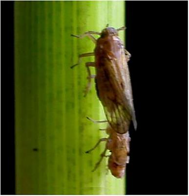 Vibrational courtship disruption of Nilaparvata lugens using artificial disruptive signals